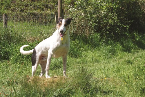Blitz - Just One Of The Newbury Dogs Trust Dogs In Need Of A Loving Forever Home 